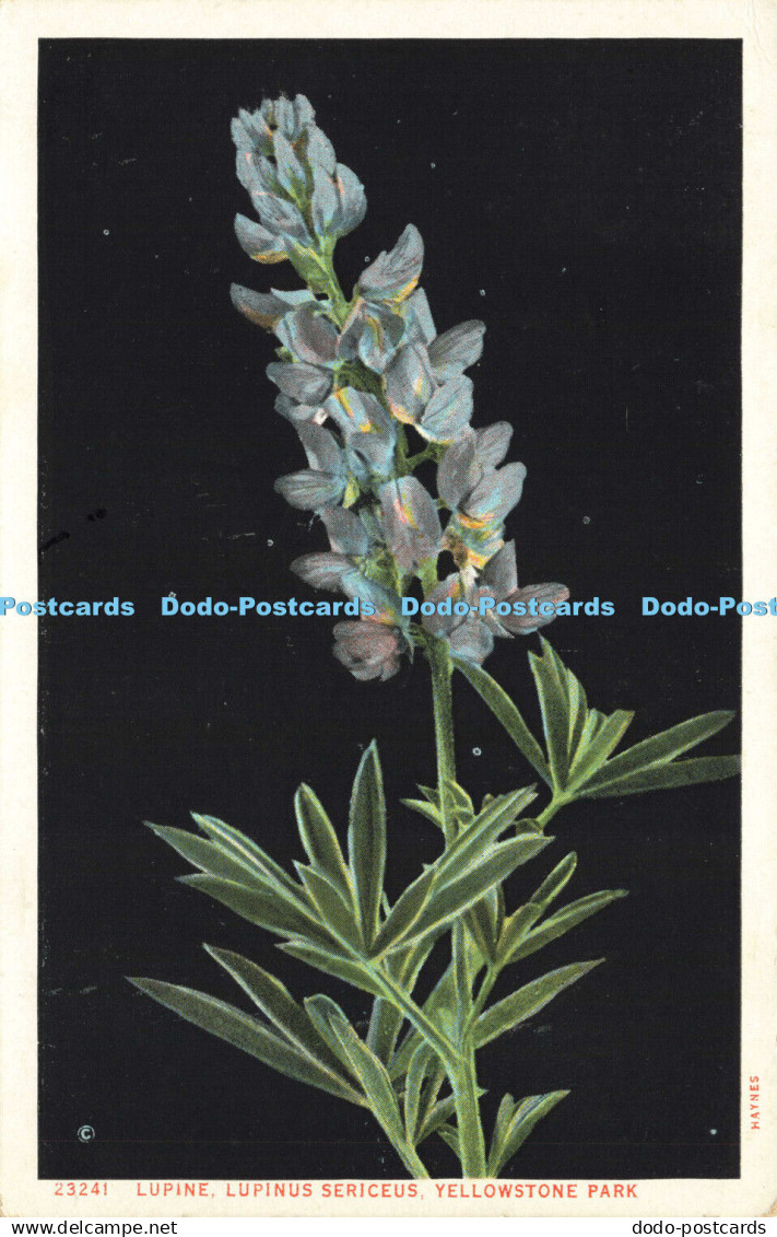 R605005 Yellowstone Park Lupine Haynes Picture Shops