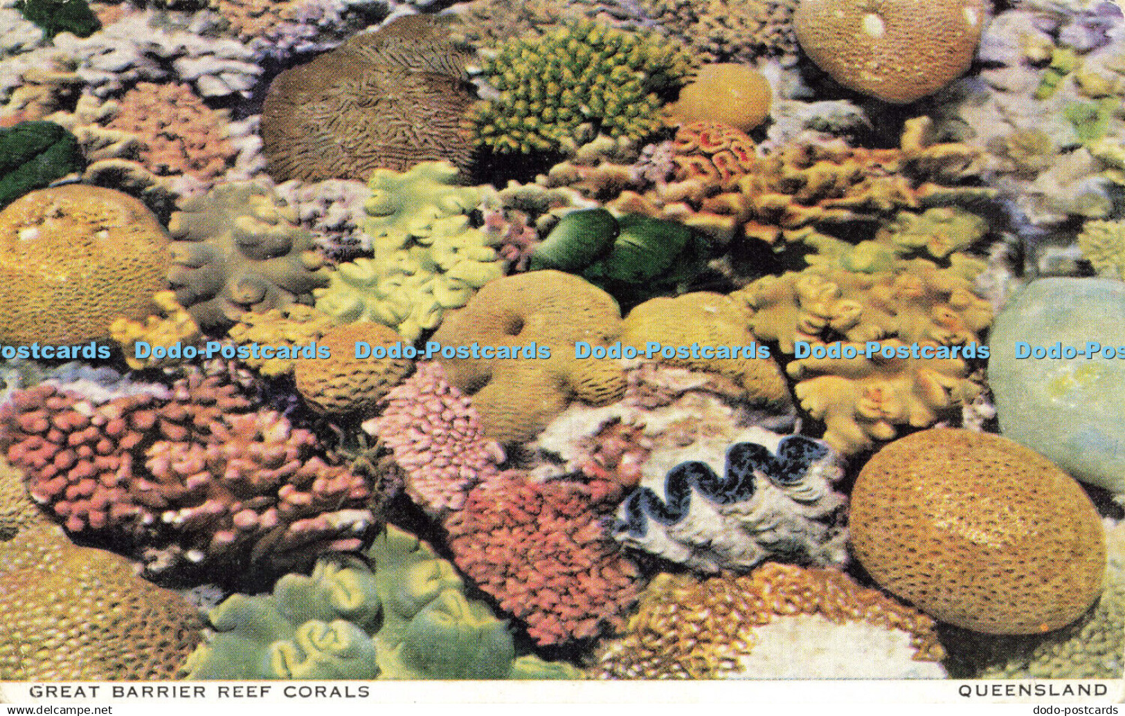 R618431 Great Barrier Reef Corals Queensland A Sands Card Capt Frank Hurley