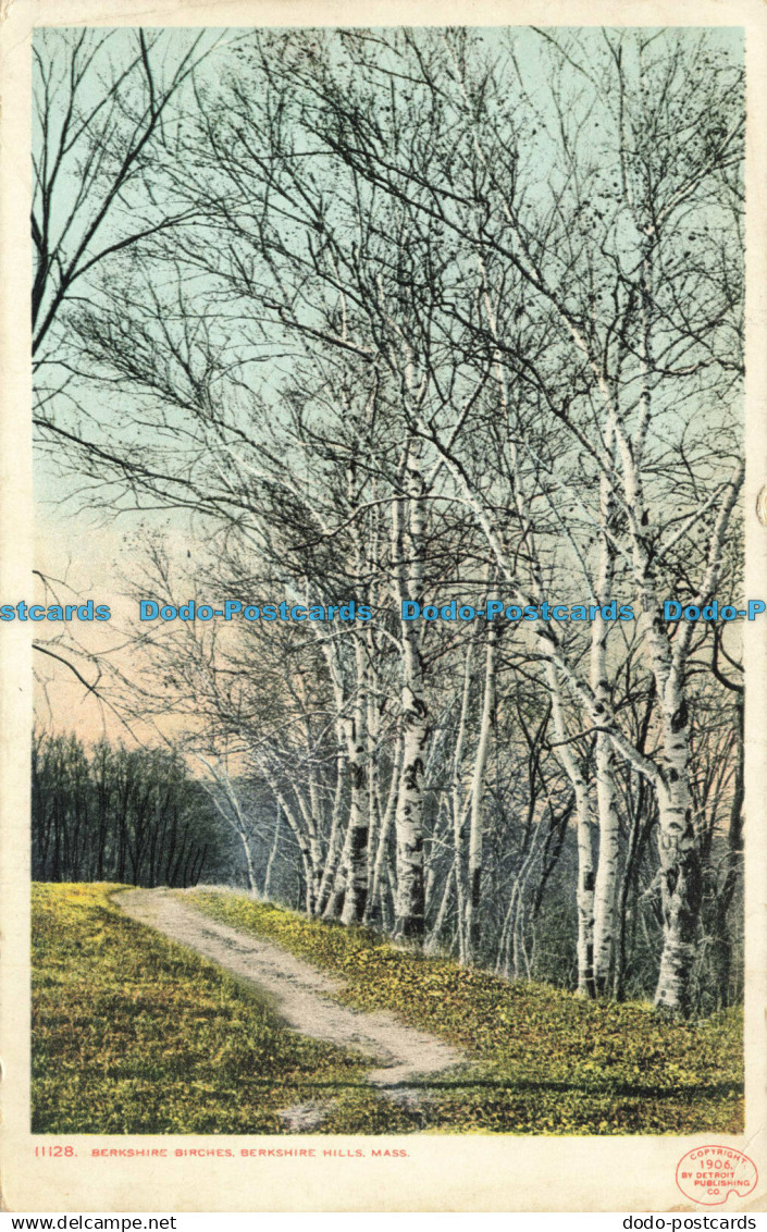 R625273 11128. Berkshire Birches. Berkshire Hills. Mass. 1906. Detroit Publishin