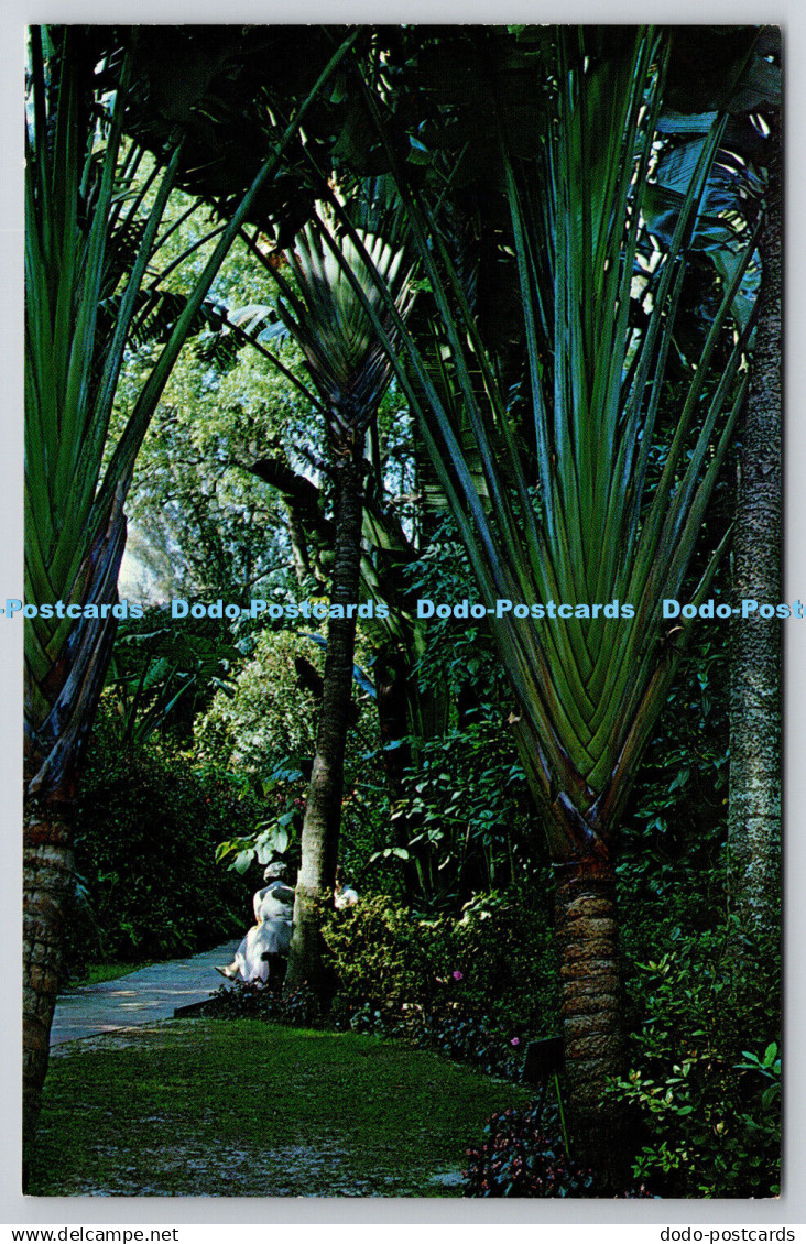 R743366 The Travelers Tree Sunken Gardens St Petersburg Florida Ted Lagerberg Fl