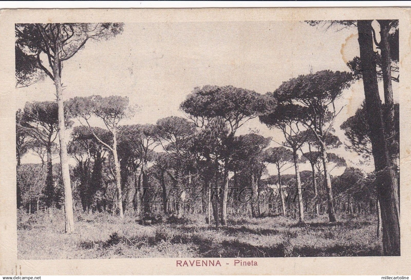 RAVENNA: Pineta   1932