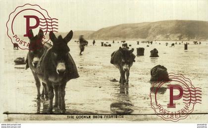 CARTE PHOTO  RPPC   CARMARTHENSHIRE    THE COCKLE BEDS FERRYSIDE BURROS ANE DONKEY EZEL