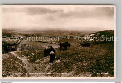 42727704 Dunstable South Bedfordshire Bison Berg im Zoo South Bedfordshire