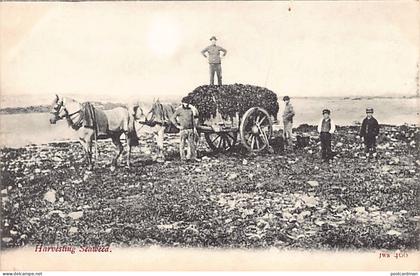 Jersey - JERSEY Harvesting Seaweed