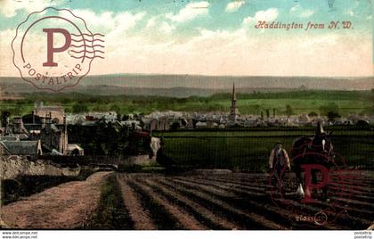 HADDINGTON FROM NORD WEST  East Lothian SCOTLAND HORSE CHEVAL PAARD PFERD CABALLO  part of the donkeycollection