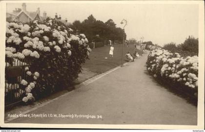 10927943 Shanklin Shanklin Keats Green Shewing Hydrangeas *