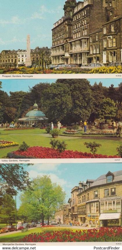 Harrogate Gardens Yorkshire 3x Mint Postcards incl Montpelier Valley + Prospect