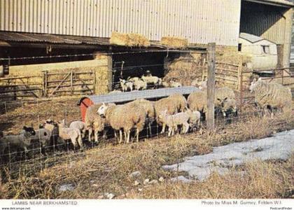 Berkhamsted Lambs Cattle Farm Farming Hertfordshire Womens Institute Postcard