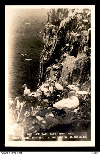 ROYAUME-UNI - ECOSSE - BIRD LIFE EAST CLIFF BASS ROCK