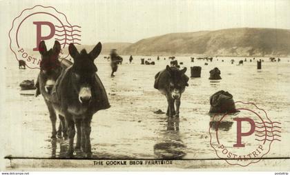 CARTE PHOTO  RPPC   CARMARTHENSHIRE    THE COCKLE BEDS FERRYSIDE BURROS ANE DONKEY EZEL