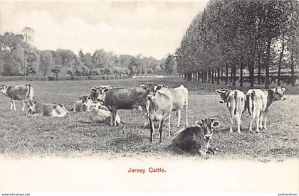 JERSEY - Jersey Cattle - Publ. Hartmann Series 1615