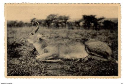 Ruanda-Urundi  Antilope Reedbuck mâle