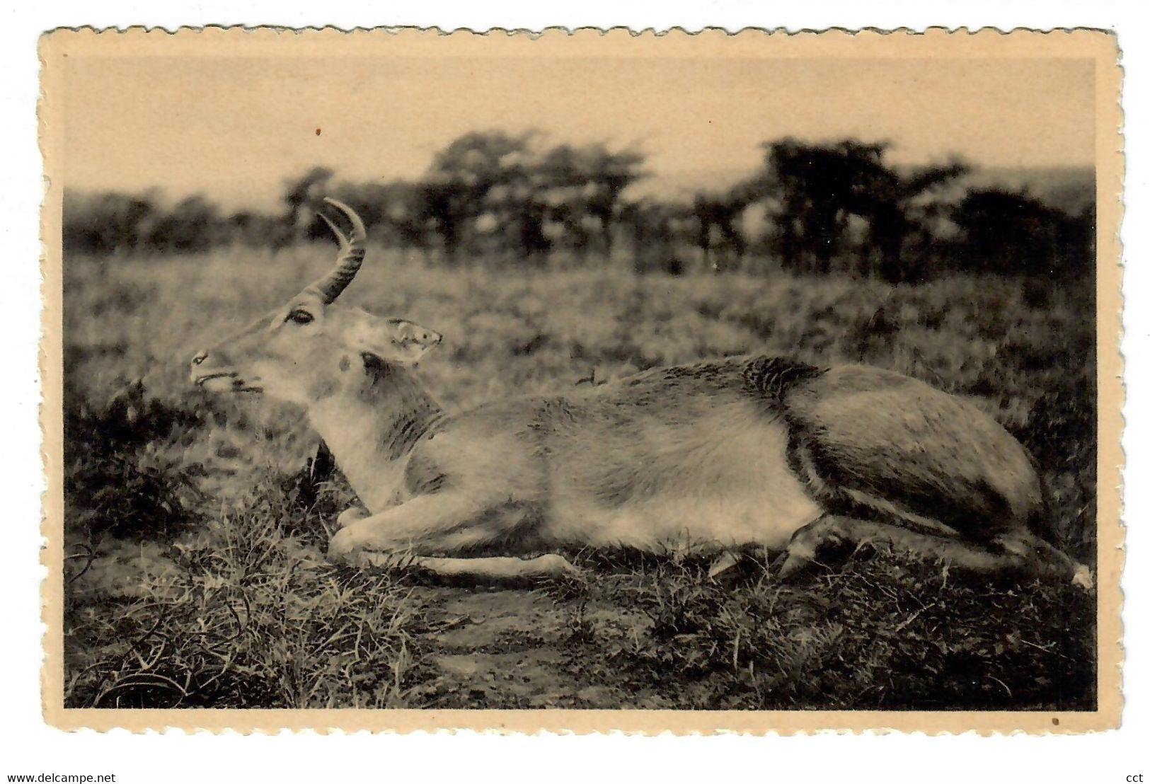 Ruanda-Urundi  Antilope Reedbuck mâle