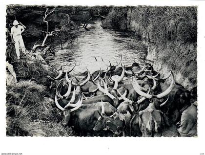 Ruanda-Urundi   A l'abreuvoir   Cattle drinking  Aan de drinkplaats