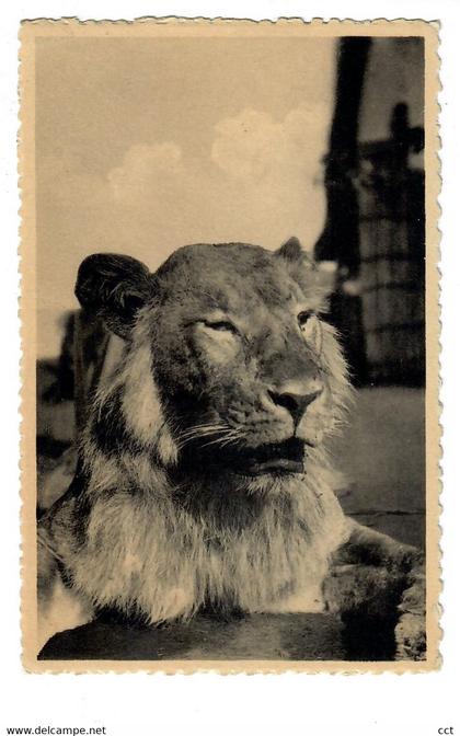 Ruanda-Urundi  Lion