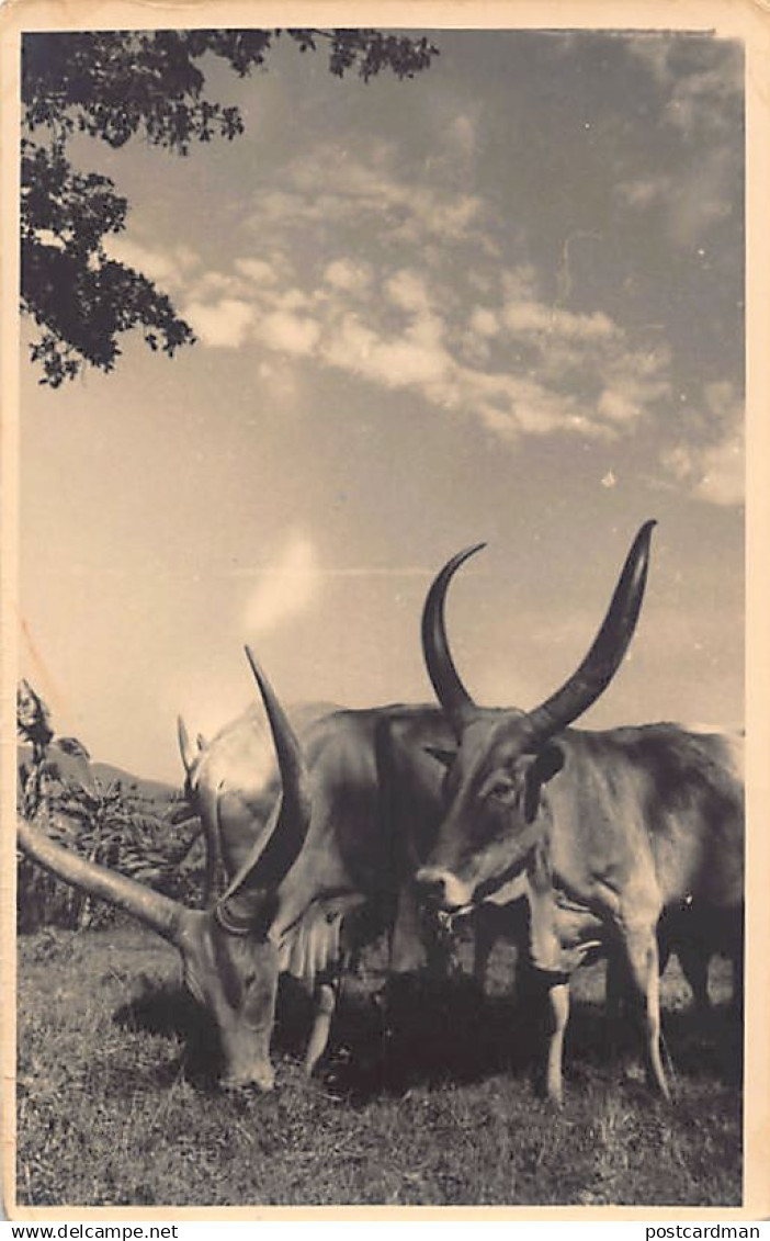 Rwanda - KABGAYI-Cattle - REAL PHOTO - Publ. Eric Weymeersch