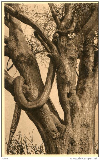 RUANDA_URUNDI(PYTHON) ARBRE