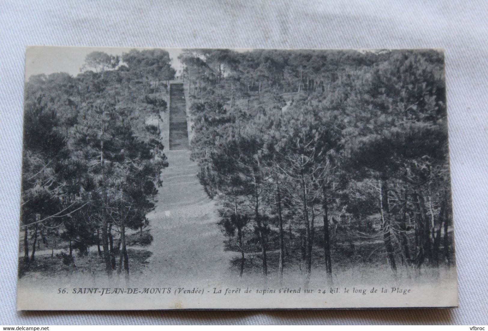 Saint Jean de Monts, la forêt de sapins, Vendée 85