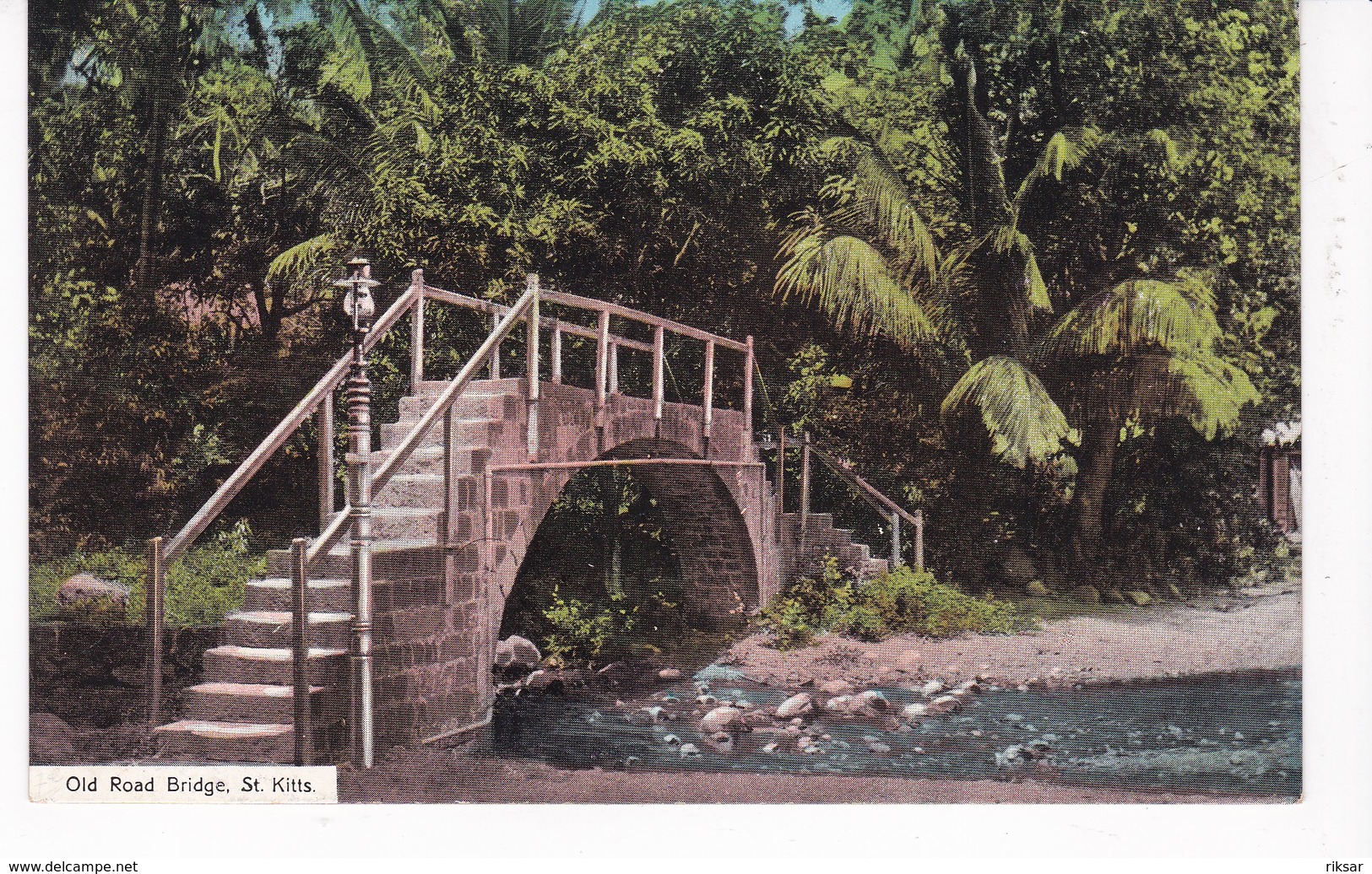 SAINT KITTS(ARBRE)