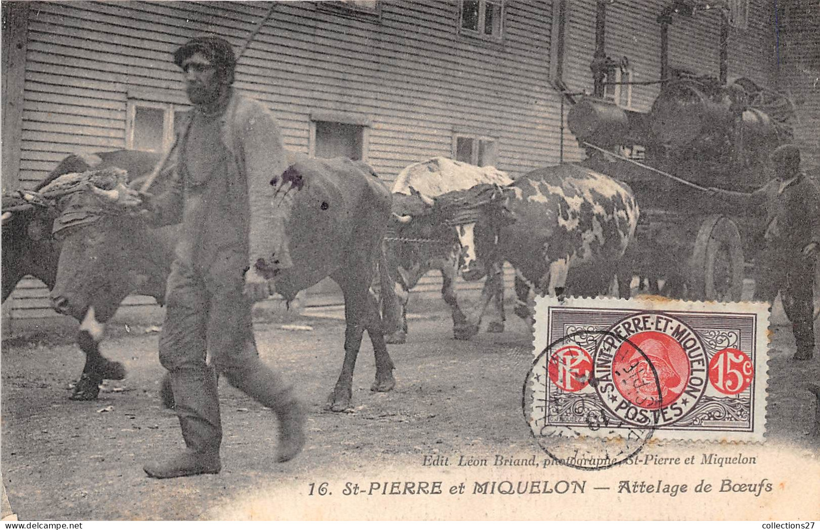 SAINT-PIERRE-ET-MIQUELON- ATTELAGE DE BOEUFS