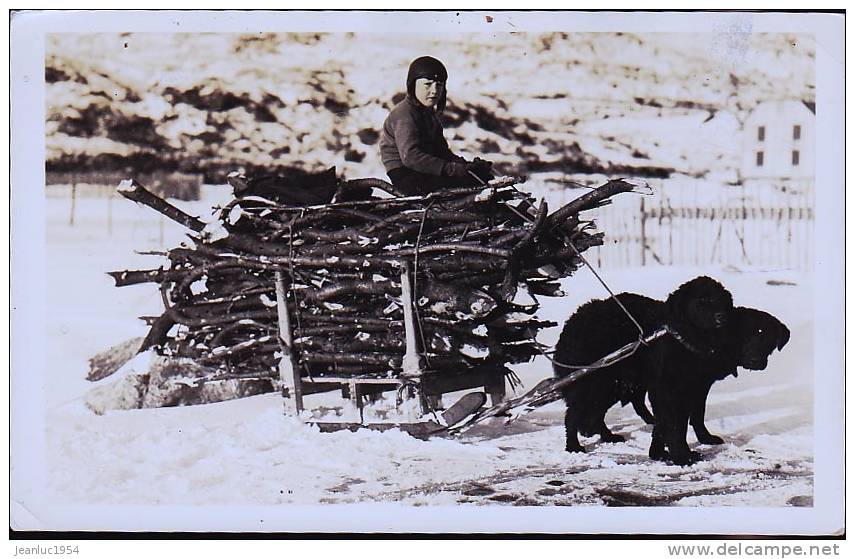 SAINT PIERRE ET MIQUELON  ATTELAGE DE CHIENS