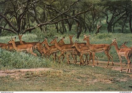 Zambia - Impala