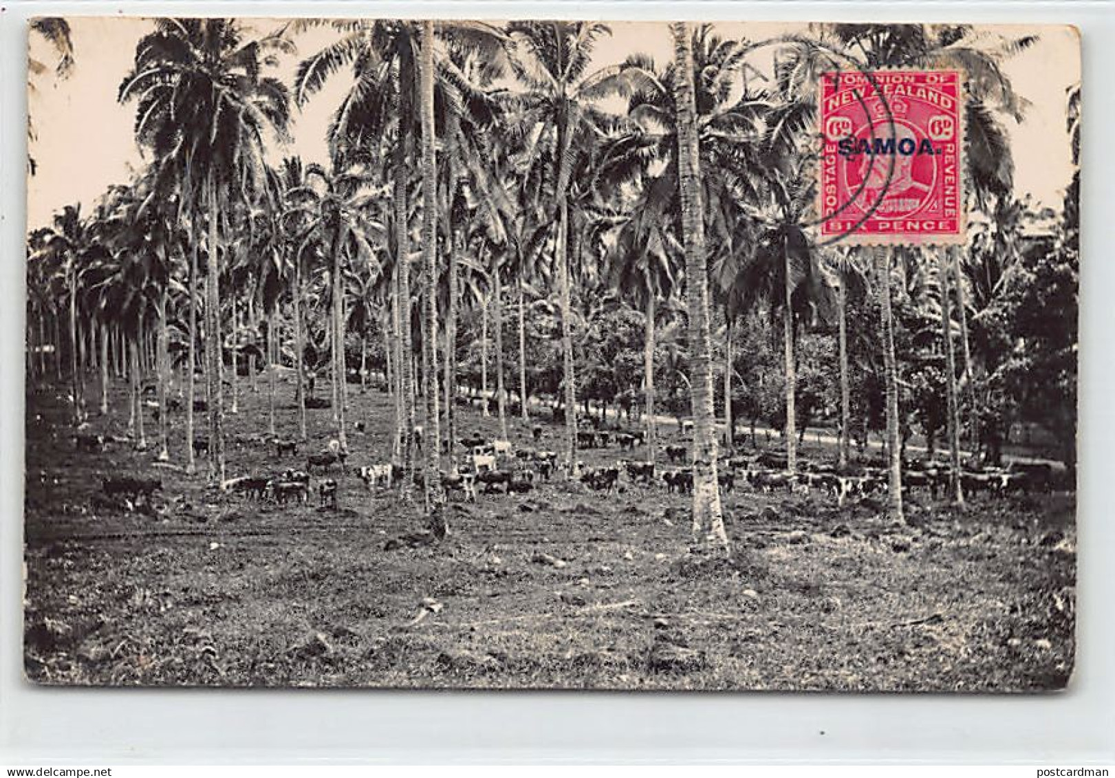 Samoa - Cattle in coconut grove - REAL PHOTO - Publ. Tattersall Studio