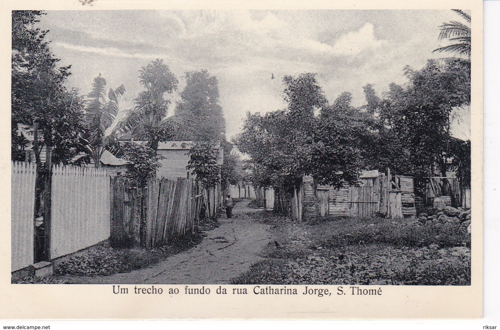 SAO TOME ET PRINCIPE(ARBRE)