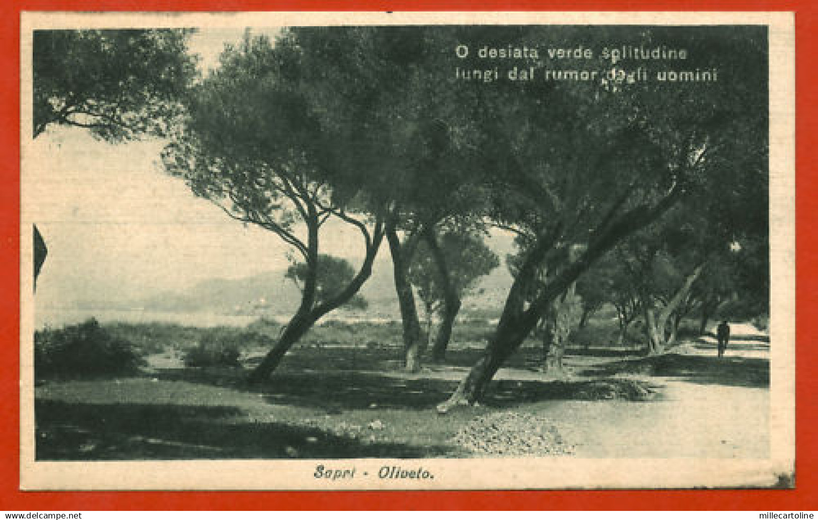 SAPRI SALERNO, OLIVETO                                m