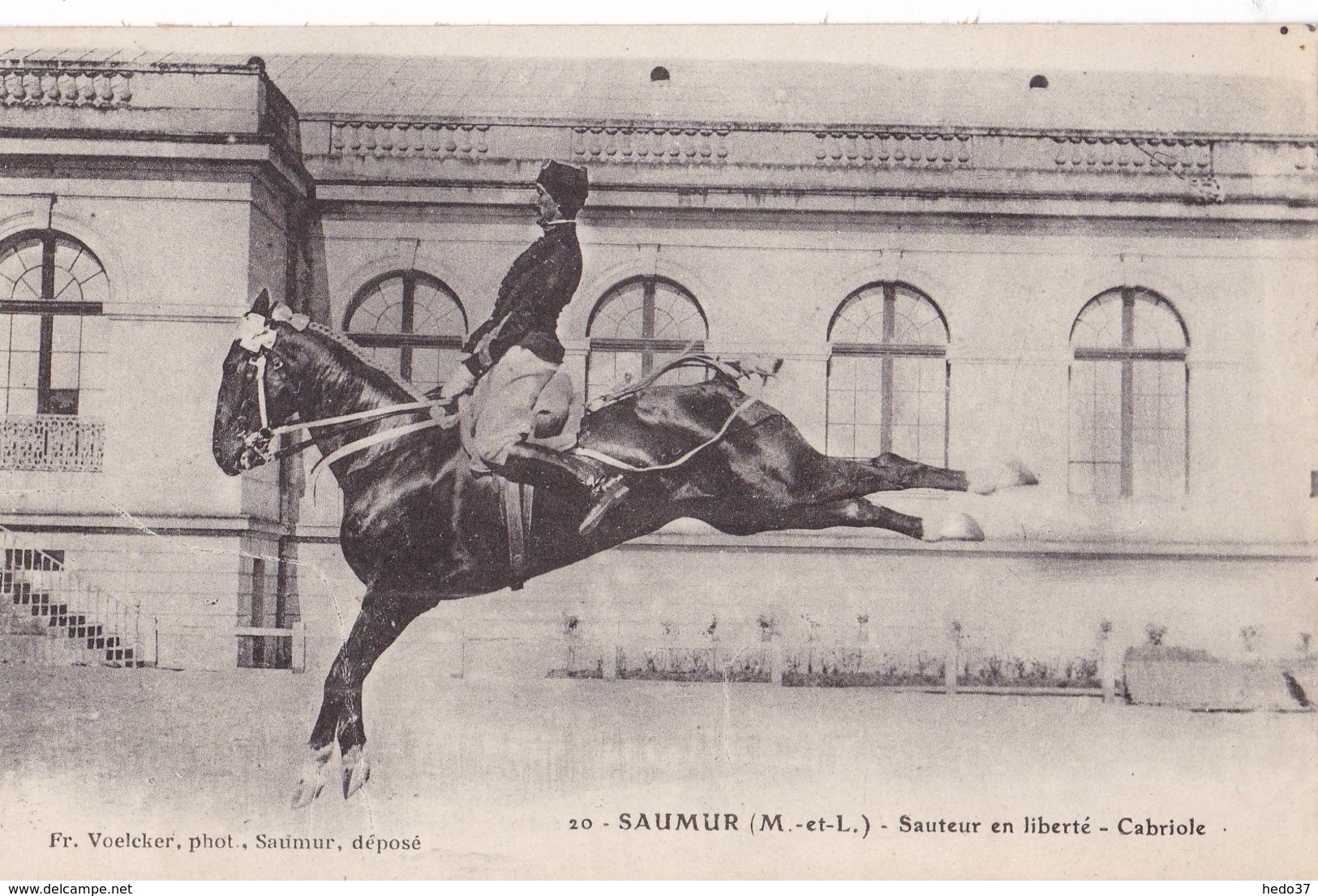 Saumur - Sauteur en liberté - Cabriole