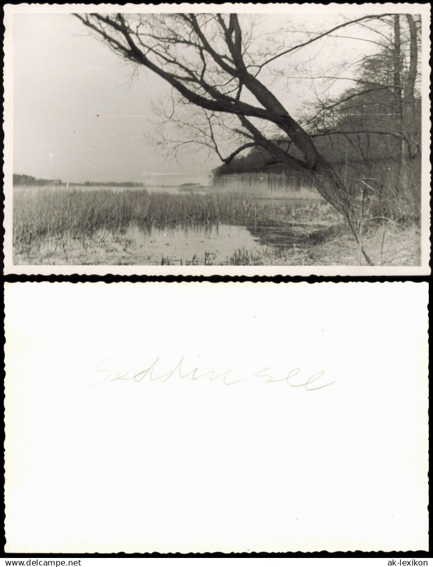 Schmöckwitz-Berlin Seddinsee Uferpartie mit Baum 1950 Privatfoto Foto