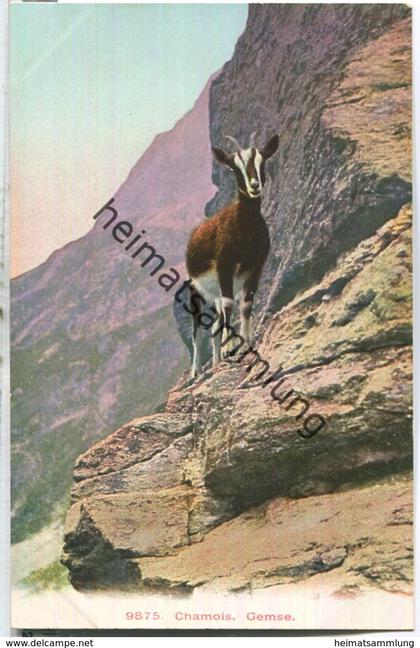 Chamois - Gemse - Verlag Wehrli AG Kilchberg ca. 1905