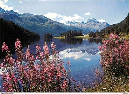 Suisse - GR Grisons - Sommertag am Champfèrersee - Oberengadin - Fleurs - CPM - Carte Neuve - Voir Scans Recto-Verso