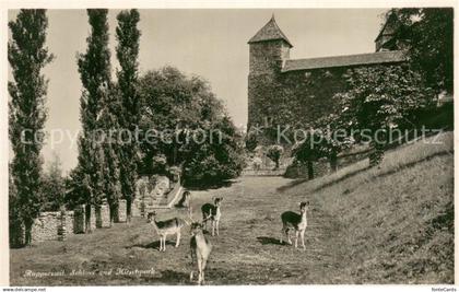 13707345 Rapperswil -Jona SG Schloss und Hirschpark