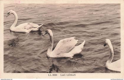 SUISEE - Lac Léman - cygnes - Carte Postale Ancienne