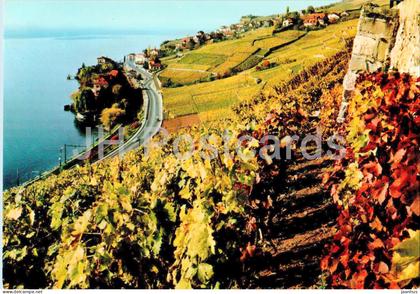 Rivaz - Lac Leman - vineyard - 9228 - Switzerland - unused