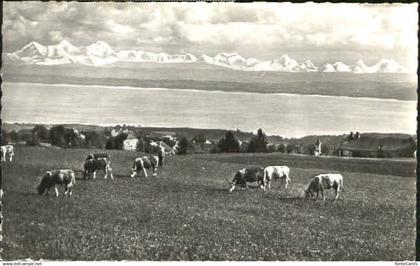 10551176 Provence-Mutrux Provence Lac de Neuchatel x 1963