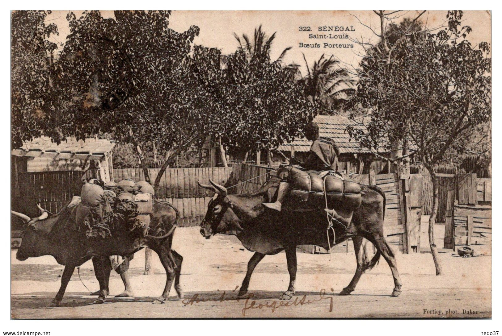 Sénégal - Saint Louis - Boeufs Porteurs