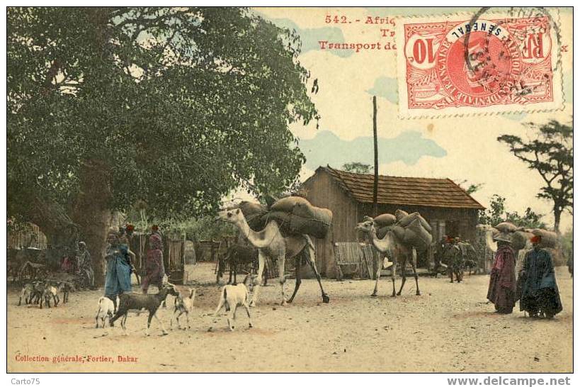 SENEGAL - Transports de vivres - Chameaux - Chèvres