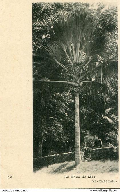 Seychelles Coconut Tree ed Erdula