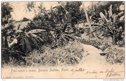 SEYCHELLES PINE APPLE'S GROVE, BOTANIC STATION, MAHE CARTE PRECURSEUR