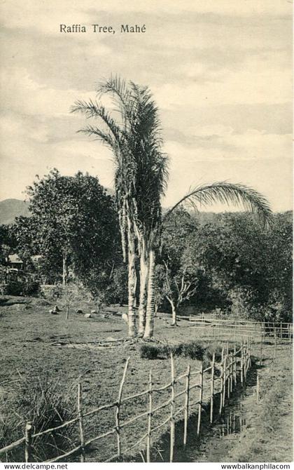 Seychelles Raffia Palm Tree photo Ohashi