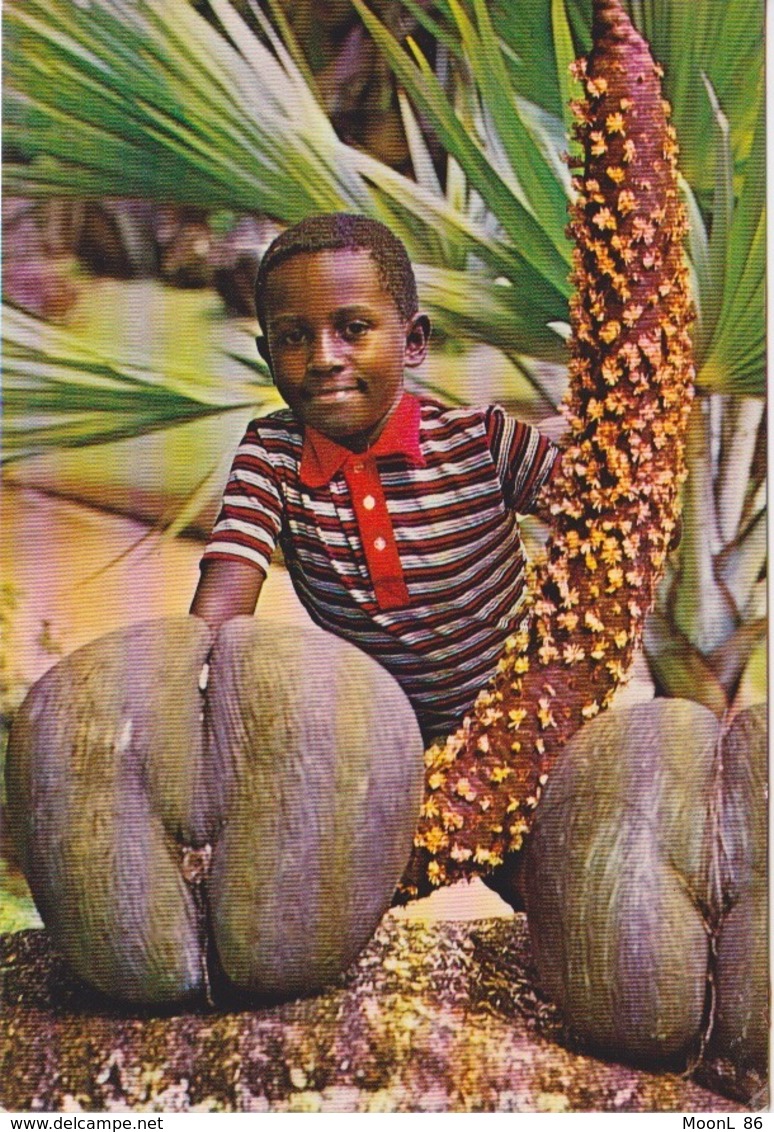 SEYCHELLES - COCO FESSES - COCO DE MER  MALE OU FEMELLE - ENFANT JEUNE GARCON