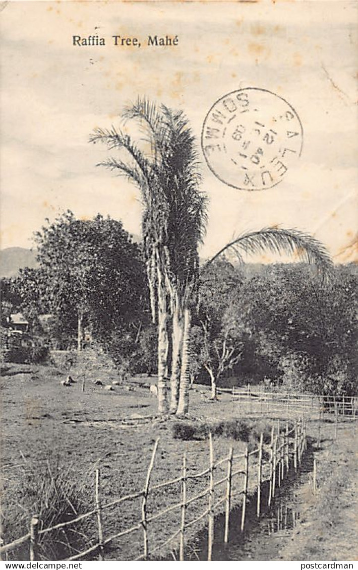 Seychelles - MAHÉ - Raffia Tree - Publ. S.S. Ohashi