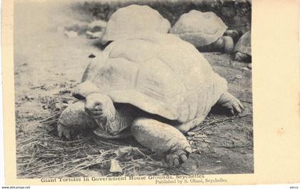 Carte POSTALE  Ancienne  de  SEYCHELLES - MAHE / Grand Tortoise in Government House Grounds