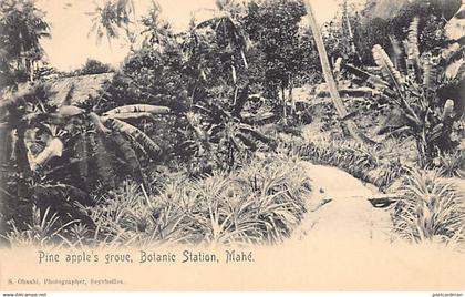 Seychelles - MAHÉ - Pine apple's grove, Botanic Station - Publ. S. Ohashi