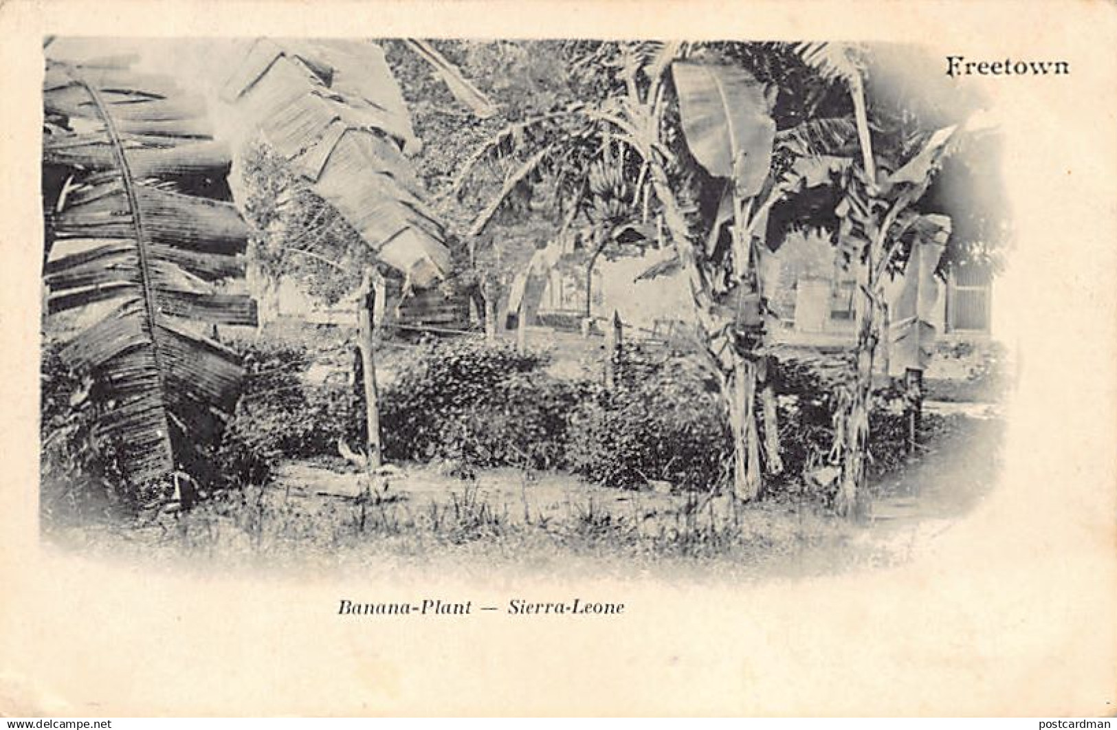 Sierra Leone - FREETOWN - Banana plantation - Publ. unknown