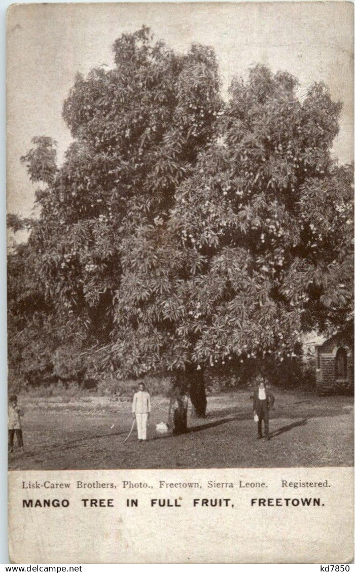 Sierra Leone - Freetown - Mango Tree