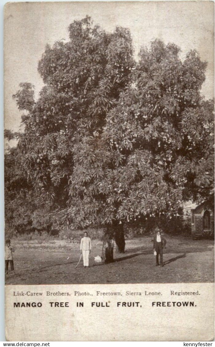 Sierra Leone - Freetown - Mango Tree