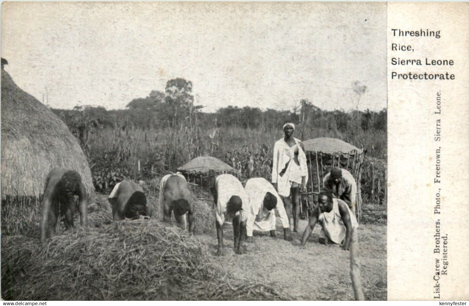 Sierra Leone - Threshing Rice